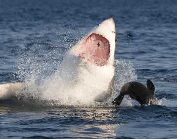 A photo of a great white going for a seal.