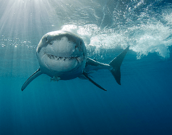 A photo of a great white shark.