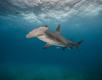 A photo of a hammerhead shark.