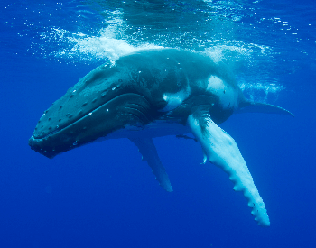A photo of a humpback whale