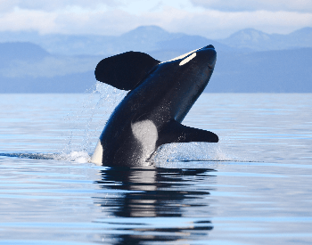 A photo of a killer whale