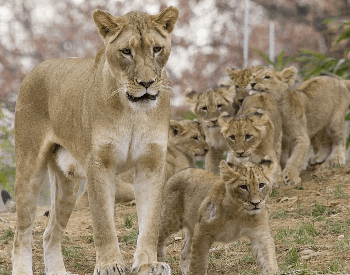 A photo of a lioness and cubs.