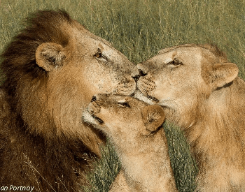 A photo of a male, female and cub lion.