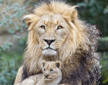 A photo of a male lion and his cub.