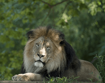 A photo of a male lion.