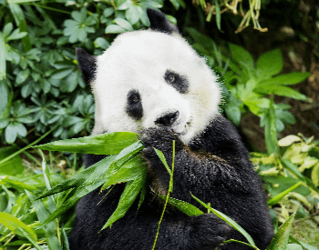 A photo of a panda eating vegetation.
