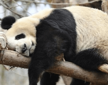 A photo of a sleeping panda.