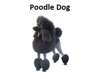 A photo of a French Poodle Dog.