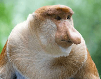 A photo of a proboscis monkey.