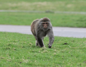 A photo of a rhesus macaque monkey.