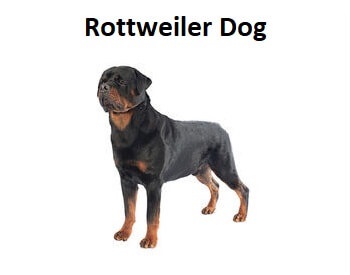 A photo of a Rottweiler Dog.