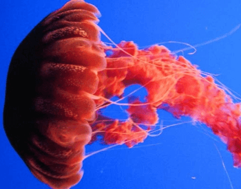 A photo of a Sea Nettle jellyfish