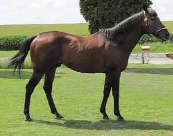 A picture of a Thoroughbred horse.