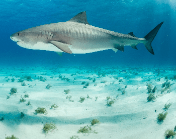 A photo of a tiger shark.
