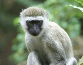 A photo of a vervet monkey.