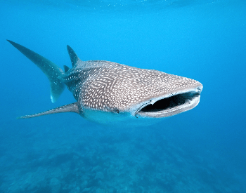 A photo of a whale shark.