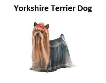 A photo of a Yorkshire Terrier Dog.