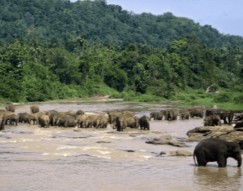 A photo of an large herd of elephants.
