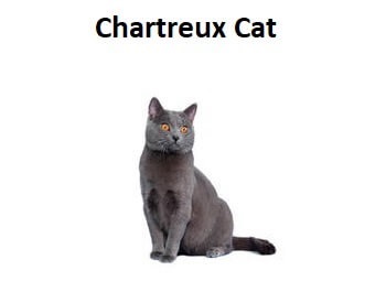 A photo of a Chartreux Cat breed.