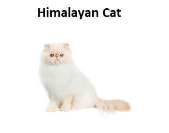 A photo of a Himalayan Cat breed.