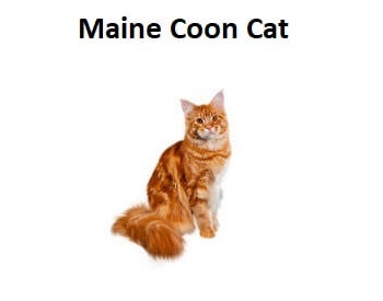 A photo of a Maine Coon Cat breed.