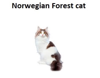 A photo of a Norwegian Forest Cat breed.