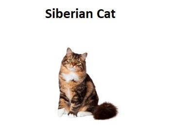 A photo of a Siberian Cat breed.