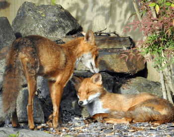 A photo of two foxes.