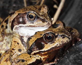 A photo of two frogs mating.