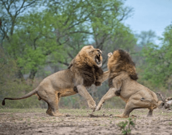 A photo of two male lions fighting.