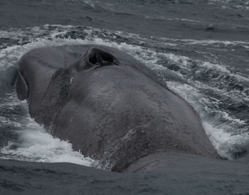 A photo of a blue whale's blowhole.