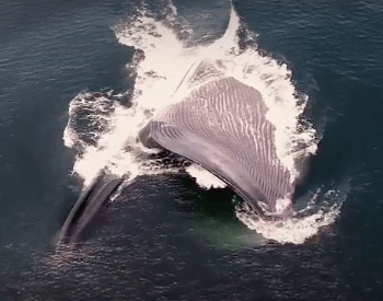 A photo of a blue whale feeding.