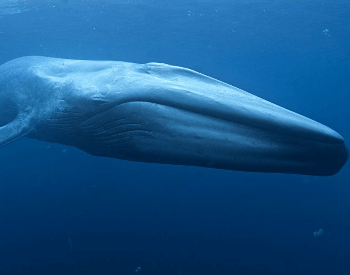 A photo of a blue whale.