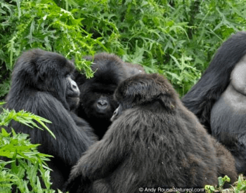 A photo of a group of gorillas.
