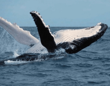 A photo of a humpback whale breaching.
