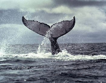 A photo of a humpback whale's tail.