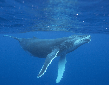 A photo of a humpback whale underwater.