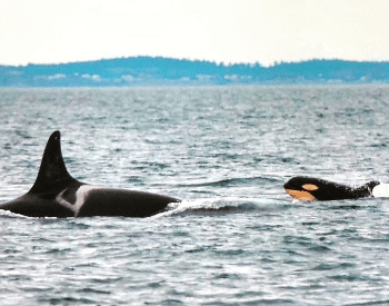 A photo of a killer whale and a calf.