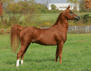 A picture of a Arabian horse.