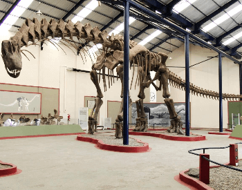 A picture of an Argentinosaurus museum exhibit.