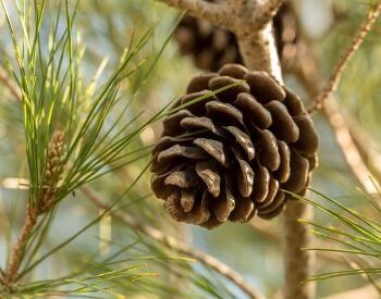 A picture of a pinecone on a pine tree