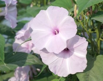  A picture of a pink morning glory flower