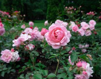 A picture of pink rose flower