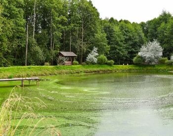 A picture of a pond with algae