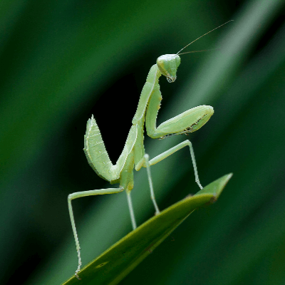 A Picture of a Praying Mantis