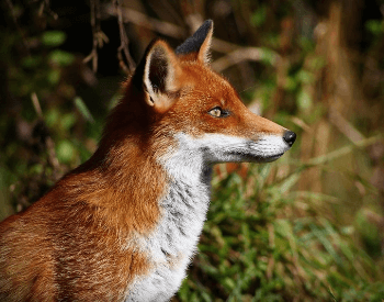 A profile shot of a fox.