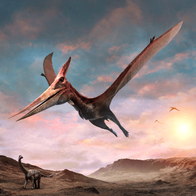 A Picture of a Pteranodon