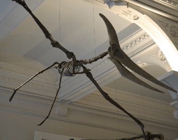 A Pterodactyl Museum Exhibit