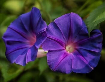 A picture of purple morning glory flower