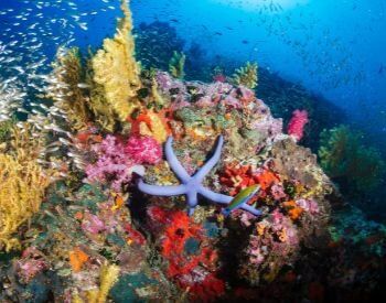 A picture of a purple starfish on a coral reef